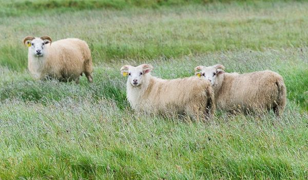 Su, Keren 아티스트의 Sheep on the meadow-Iceland작품입니다.